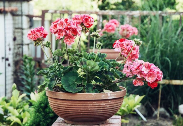Fertilizer Tips for Potted Geraniums in Arizona