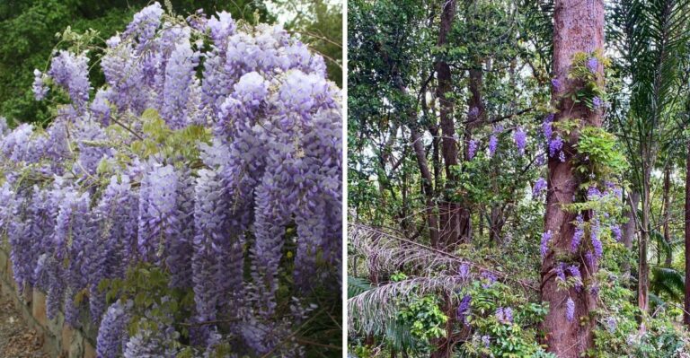 That Beautiful Purple Vine On Your Texas Fence Could Be Invasive