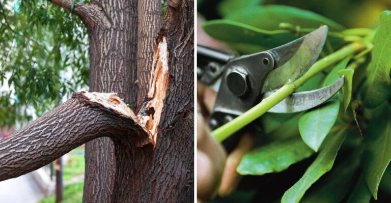 What To Prune First When Your California Yard Is A Mess After Heavy Wind
