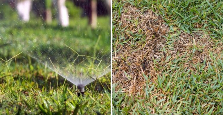 Should You Water A Brown Florida Lawn Or Leave It Alone? Check This First