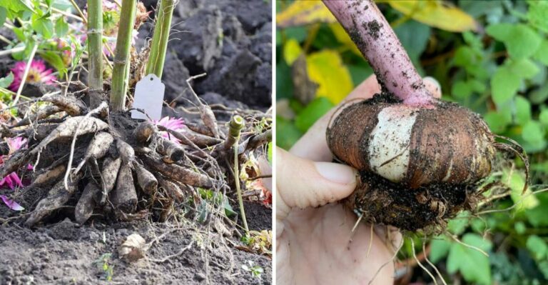 What Ohio Gardeners Should Do With Dahlias, Cannas, And Glads After The First Frost