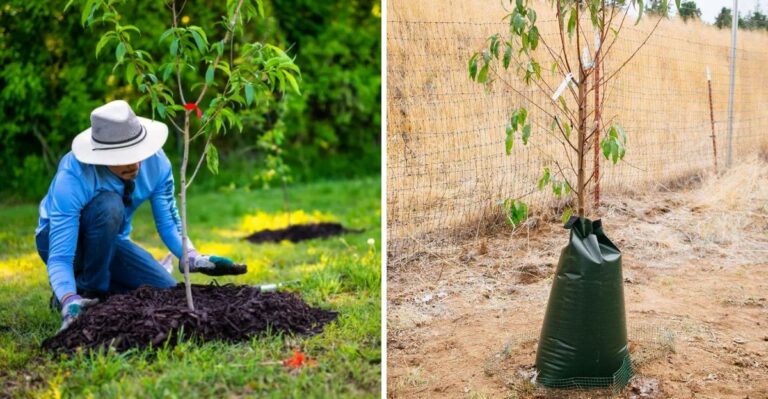 Why October Is The Best Month To Plant Trees In Florida, And Which Ones To Choose