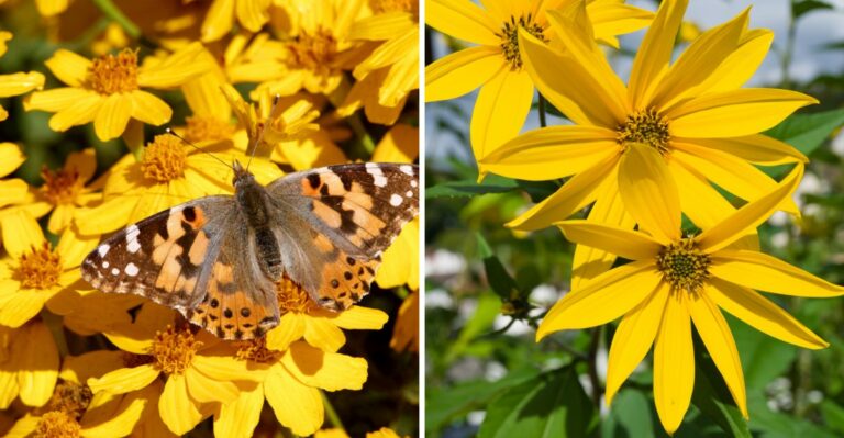 The Pollinator-Friendly Fall Plants Texans Should Choose Instead Of Mums