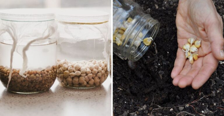 How Long Michigan Gardeners Should Soak Seeds To Help Them Germinate Faster