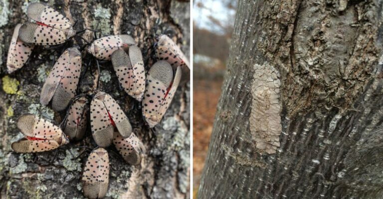 The Invasive Bug Laying Eggs On Pennsylvania Trees Right Now