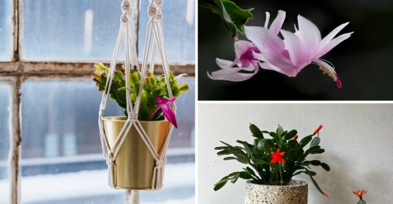 What To Do In October To Get A Christmas Cactus Full Of Buds
