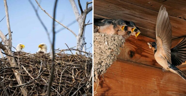8 Protected Creatures You Shouldn’t Legally Disturb In Your Missouri Home Or Garden