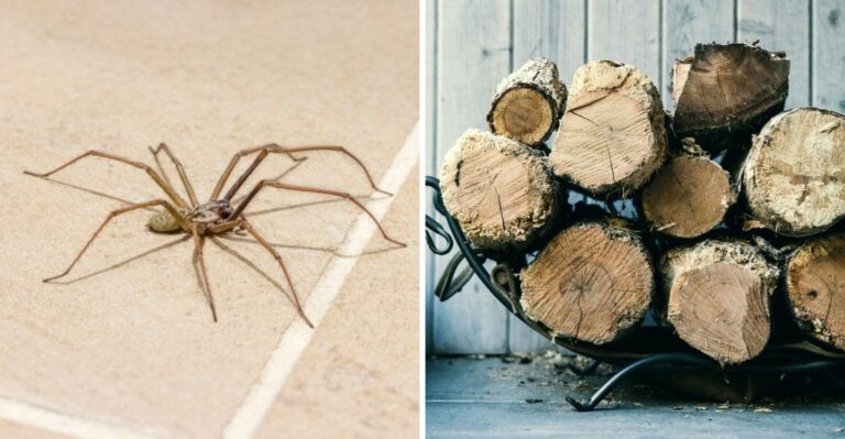 Things That Attract Brown Recluse Spiders To Texas Homes In Fall