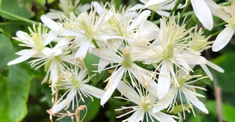 This Sweet-Smelling White Vine Is Blanketing California Fences This Month