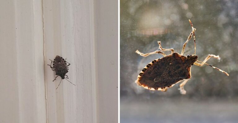 Why Stink Bugs Are Entering Virginia Homes And How To Stop Them