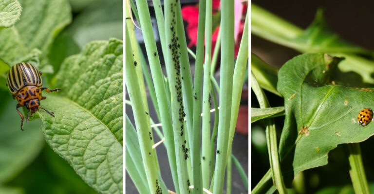 The New York Vegetable Debris Hiding This Fall’s Worst Pests