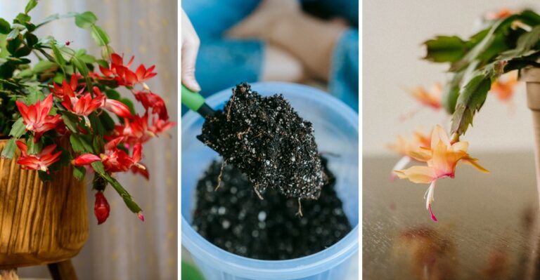 How To Bring Your New York Christmas Cactus Back To Life Before Holiday Bloom