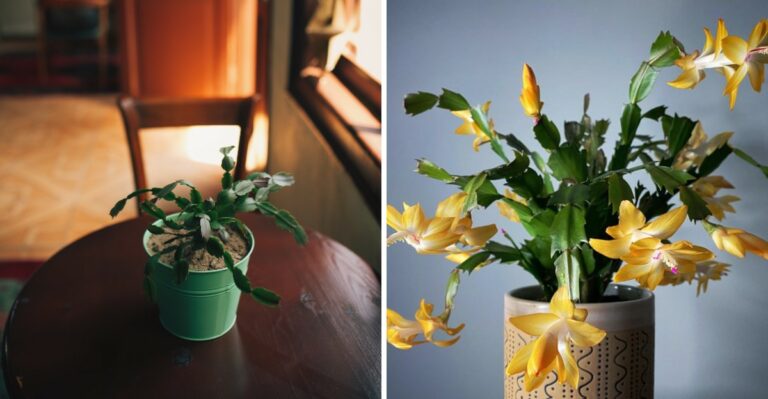 Want Strong Holiday Cactus Blooms In Virginia? Do These 8 Things In October