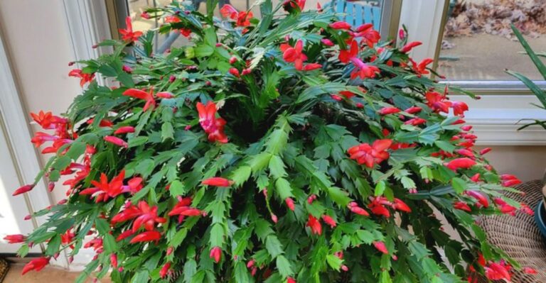 How To Get Your Christmas Cactus Blooming Before Christmas In North Carolina