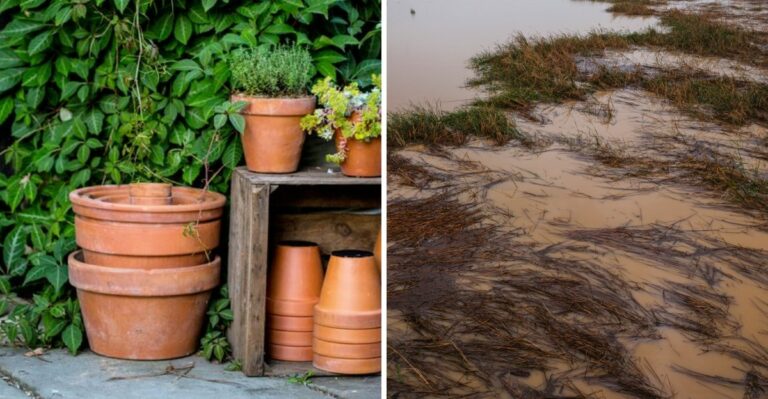 What West Texas Gardeners Should Do Before Flash Flooding Hits