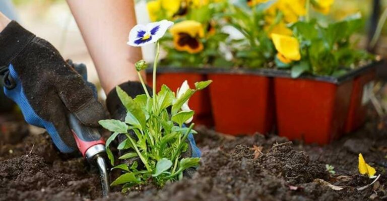 Pansies Planted In Indiana Gardens This October Can Bloom Again After Winter Ends