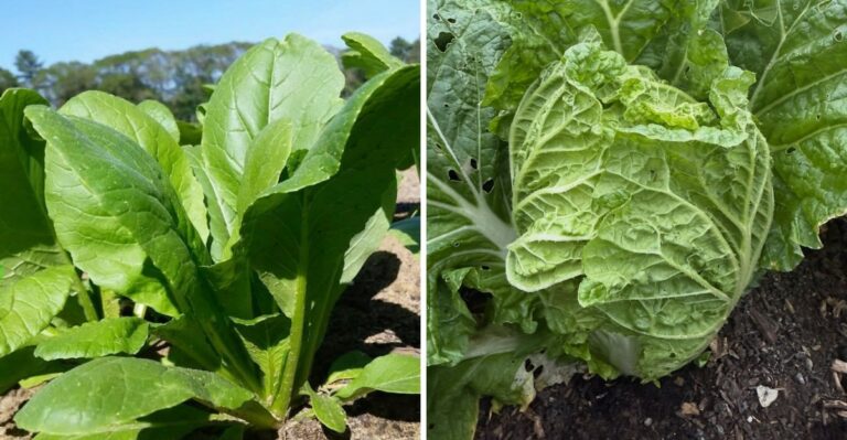 Georgia Gardeners Still Have Time To Plant These Greens In October