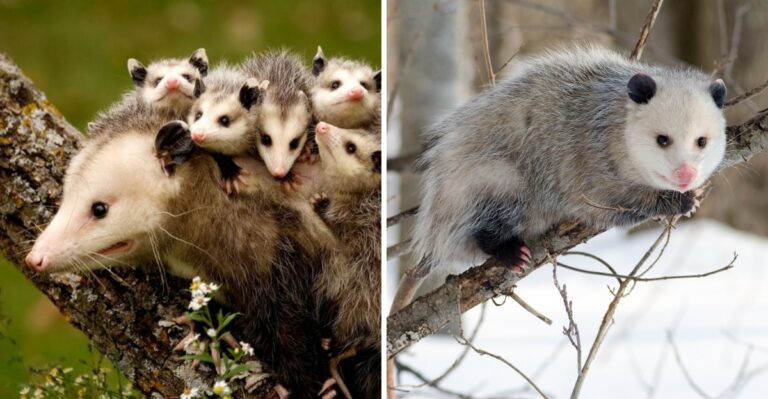 8 Things To Consider Before Removing Opossums From New York Yards
