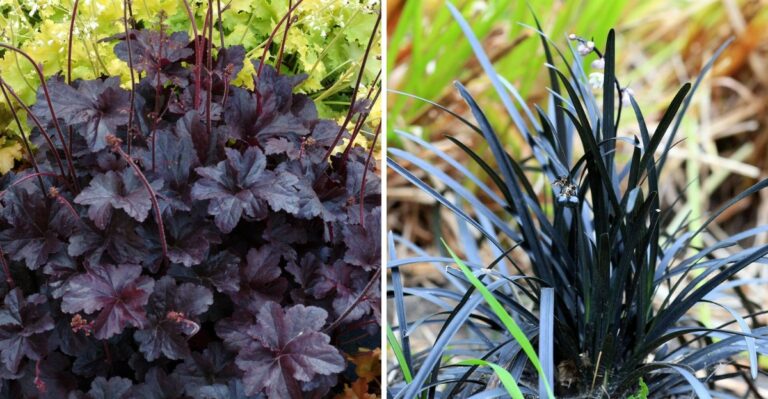 6 Black Flowers And Plants For A Hauntingly Beautiful Fall Garden In Pennsylvania