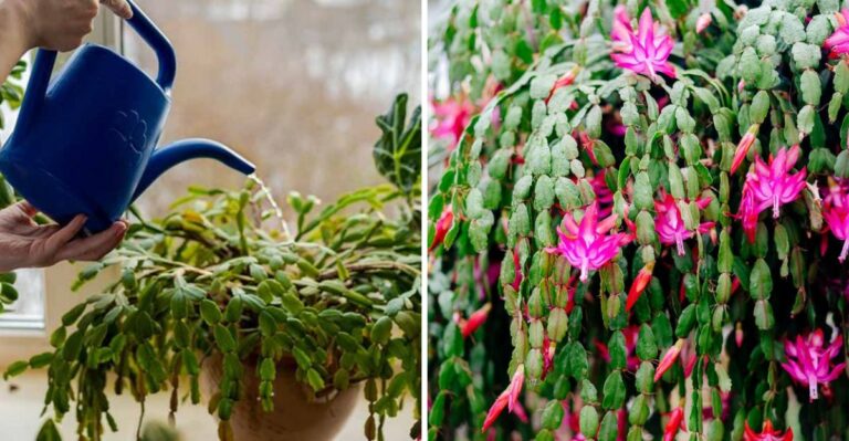 Water Your Florida Christmas Cactus This Way For A Full Show Of Holiday Flowers