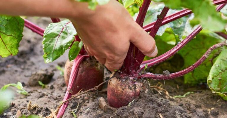 Harvest Beets At The Right Time For The Sweetest, Most Tender Roots