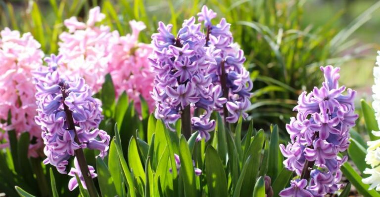 Plant This Bulb Near Georgia Walkways Now For Fragrance Next Spring