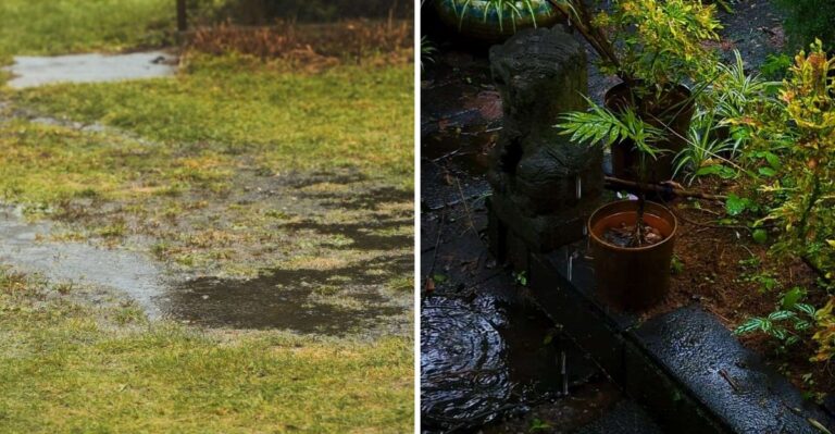 Why Your Florida Lawn Smells Sour After Days of Hurricane Rain