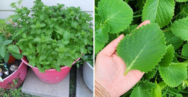 Which Florida Herbs Actually Survive An October Full Of Storms?