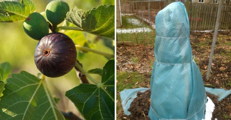 What To Do With Your Pennsylvania Fig Tree After Harvest