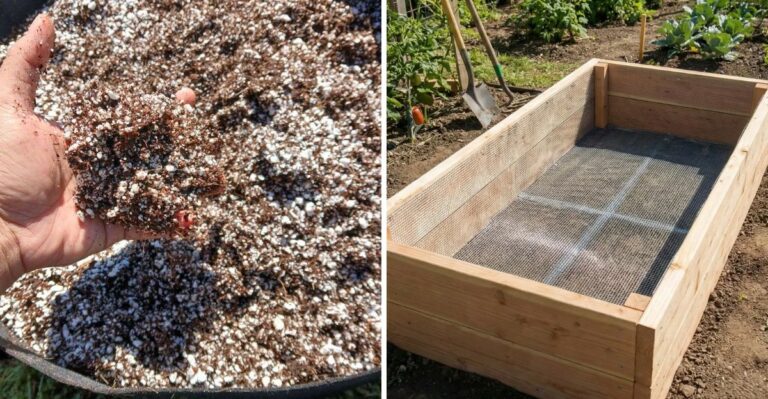 8 Things To Add To California Raised Beds Before Planting Fall Crops