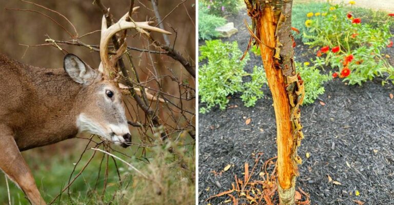The Bark Damage That Starts When Bucks Rub Young Ohio Trees in Fall