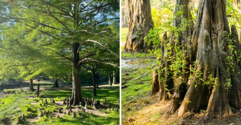 Those Knobby Knees Around Florida Cypress Trees Still Puzzle Scientists