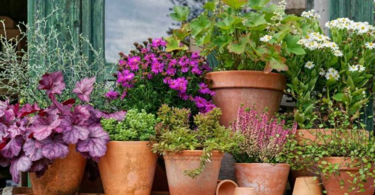 Why Container Plants Freeze Faster Than Plants Growing In The Ground In North Carolina