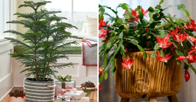 10 Holiday Plants Besides Poinsettias That Thrive In Florida Homes