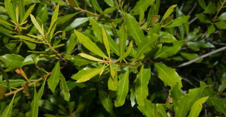 The Native Georgia Shrub To Plant This Fall Instead Of Invasive Japanese Barberry