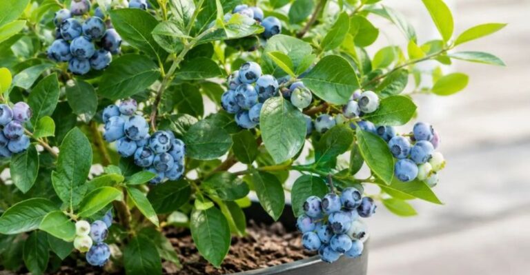 One Fall Task Can Help Georgia Blueberry Bushes Produce More Fruit Next Summer