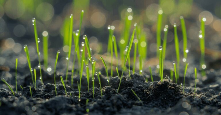 How To Get Grass Seed To Germinate On Top Of Soil And Achieve A Gorgeous Lawn In Florida