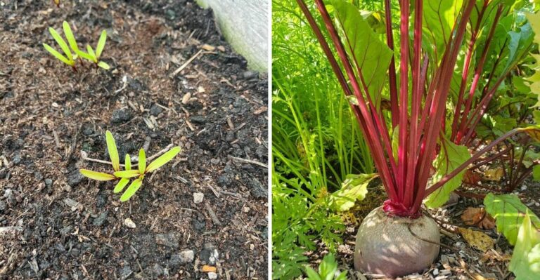 Brilliant Tips For Growing Beets In California From Tiny Seeds To Juicy Roots