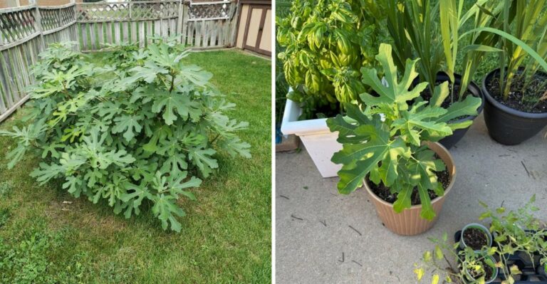 The Best Bare Root Fruit Tree To Plant In California This October