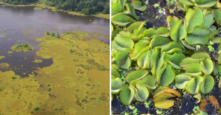 The Floating Plant That Can Cover An Entire Lake In Texas