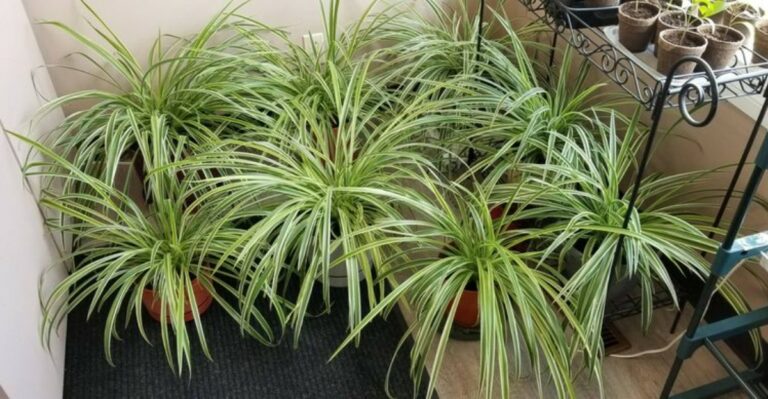 9 Brilliant Ways To Make Your New York Spider Plant Bushier Fast