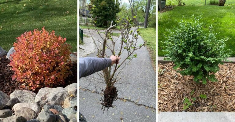 The Virginia Shrubs You Can Still Transplant This Fall Before Cold Snaps