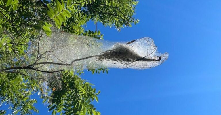 Those Webbed Clumps In Missouri Trees This Fall Aren’t Part Of The Color Show