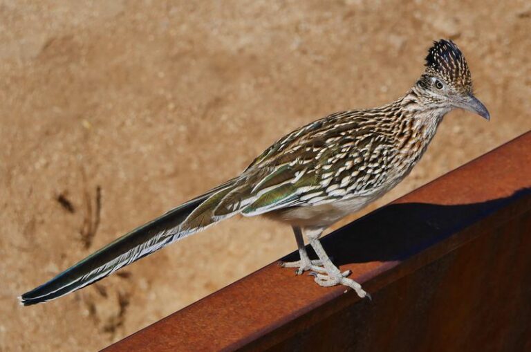 What It Means When a Roadrunner Keeps Visiting Your Arizona Yard