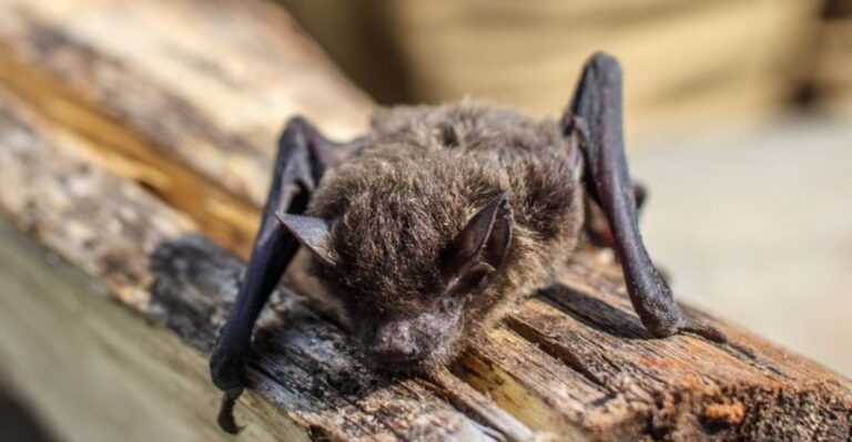 Bats In Your Virginia Yard Are A Good Sign. Here’s Why