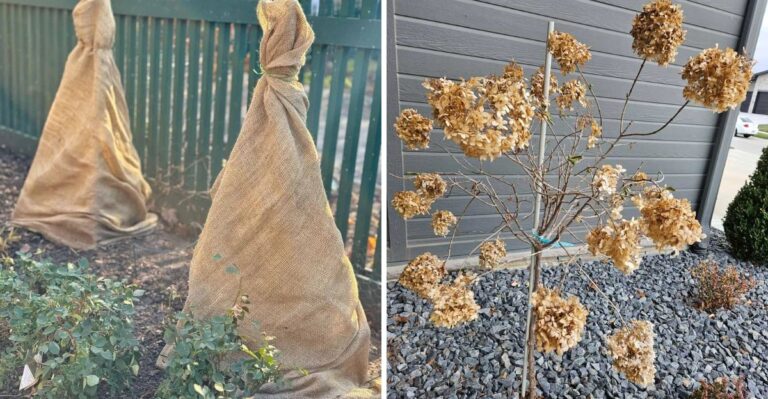 How To Protect Hydrangeas From Winter Damage