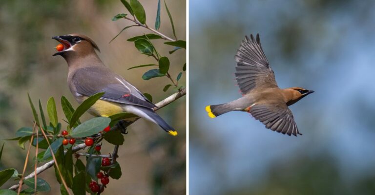 The Meaning Behind Seeing Cedar Waxwings Arrive In Your Texas Yard