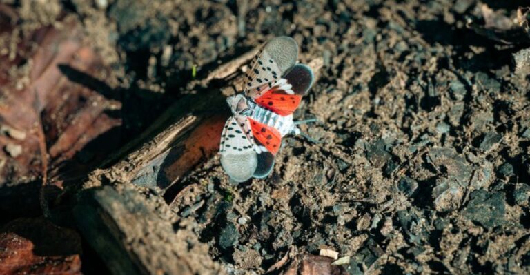 The Overwintering Pest That Could Be Hiding In Your North Carolina Firewood Pile Right Now