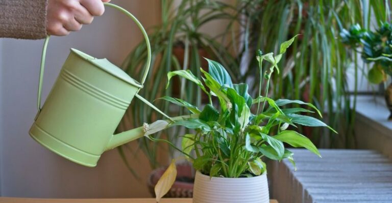 The Fall Watering Mistake That Harms Peace Lilies