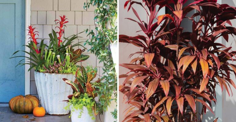 10 Fall Porch Decor Ideas Using Plants That Survive Florida Humidity
